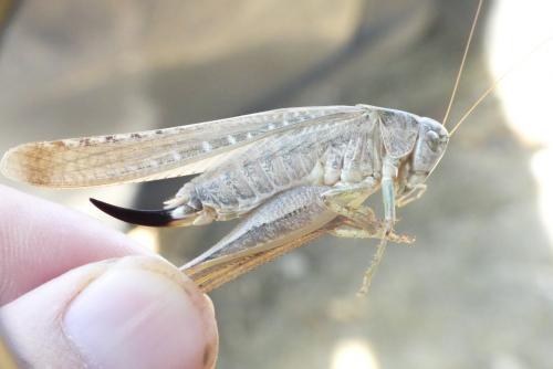 Platycleis sabulosa